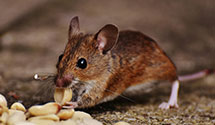 24 Hour & Emergency Exterminators in Burnham, PA
